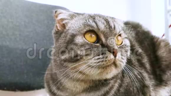 一只苏格兰折叠的小猫坐着好奇地环顾四周视频的预览图