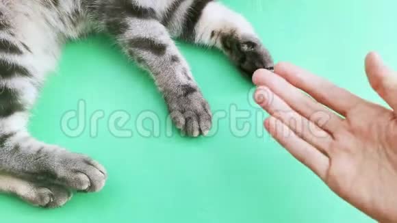 黑色和灰色条纹猫爪和人的手在绿色的背景上视频的预览图