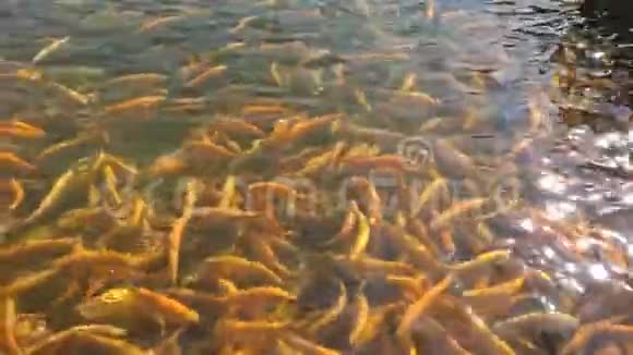 虹鳟在池塘里翁克钦克斯培育了阿德勒琥珀阳光下的金色鱼视频的预览图