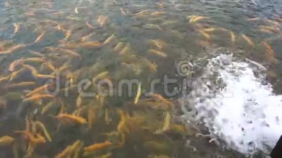 带虹鳟鱼的池塘昂克林库斯麦基斯培育阿德勒琥珀黄金鱼视频的预览图