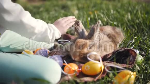 59岁的女孩坐在草地上的格子毯子上抚摸着一只灰色的小兔子散落在五颜六色的周围视频的预览图