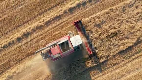 日落时将收获的成熟麦粒组合在农田中视频的预览图