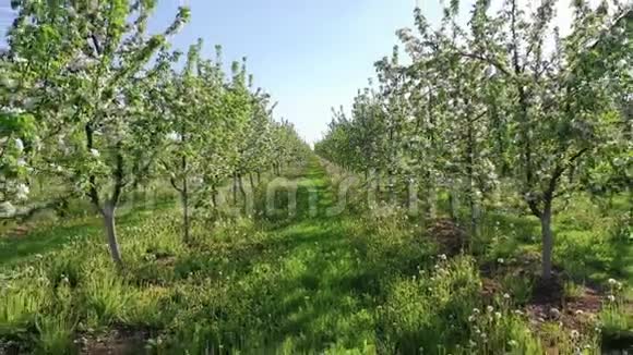 在阳光明媚的春日镜头下盛开着白花的苹果园视频的预览图