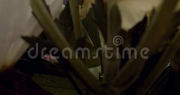 雏菊花开了黑色背景上的花主题视频视频的预览图