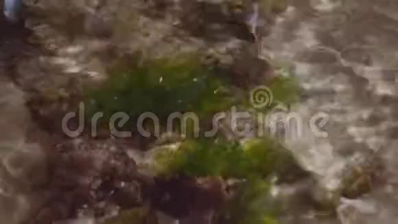 波多黎各海滩的B卷重点是水生植物视频的预览图