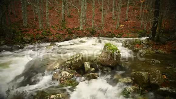 秋天山毛榉林中的一条高山河视频的预览图