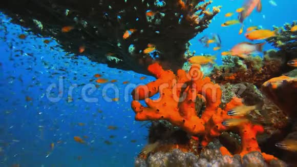 热带水下红色海绵视频的预览图