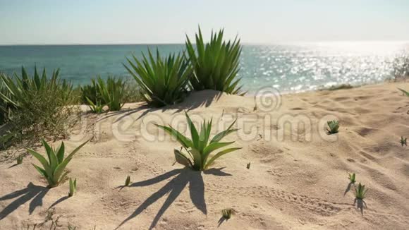 在沙滩上生长的小农灌木阳光照耀着平静的大海背景是慢帆船马达加斯加阿那考视频的预览图