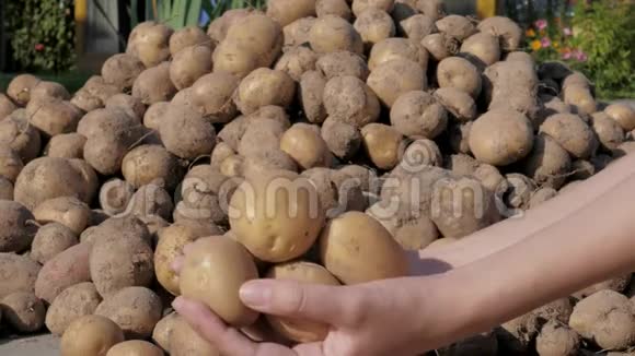 农妇从新鲜的收成中捧起一把土豆块茎视频的预览图