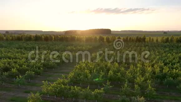 迎着夕阳的暖阳鸟瞰盛开的苹果园视频的预览图