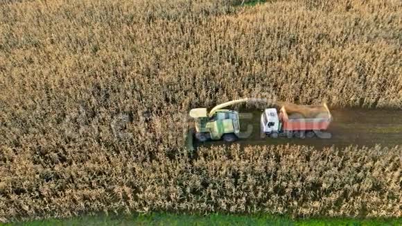 空中观景收割机在田里收集成熟的玉米然后倒入卡车拖车视频的预览图