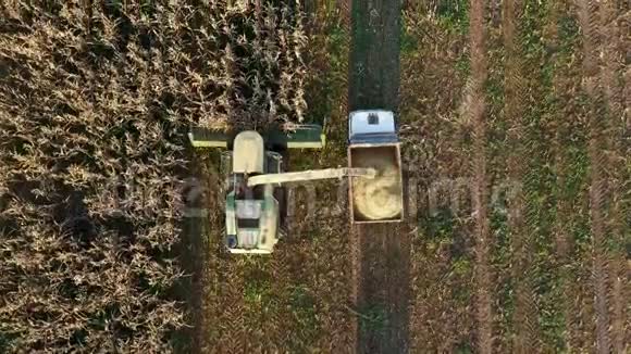 高空俯视收割机收集成熟玉米地并倒入拖拉机拖车视频的预览图