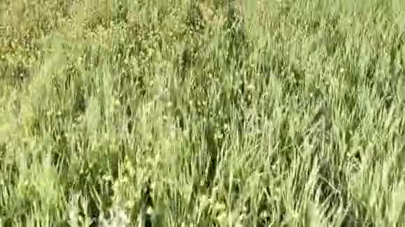低空飞行的无人机用大量的黄花在绿色的田野上拍摄视频典型的老农在左边的棚子红色视频的预览图