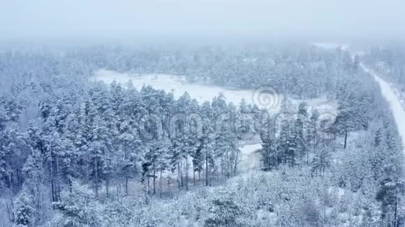 呼吸在雪杉松树上方的平静的雪中飞翔冬天的时候舒适享受风景童话森林视频的预览图