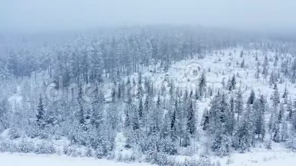 呼吸在平静的雪中飞过年轻的雪杉松树冬时风景秀丽童话森林冰冻的荒野视频的预览图