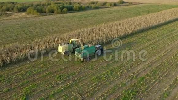 在田间收集成熟的玉米并将其倒入拖拉机拖车空中视频的预览图