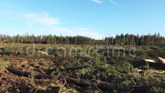 放大清晰的森林地面阳光明媚的夏日瑞典北部现代林业技术砍伐的所有树木总数视频的预览图