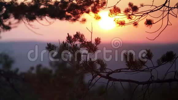 关闭视频松树树枝缓慢移动从轻风和模糊的日落后面在山顶拍摄的视频视频的预览图