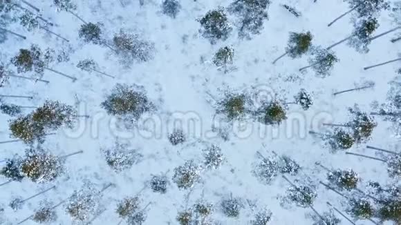 无人机旋转和拍摄冬季松树森林从顶部然后飞越森林更远瑞典北部视频的预览图