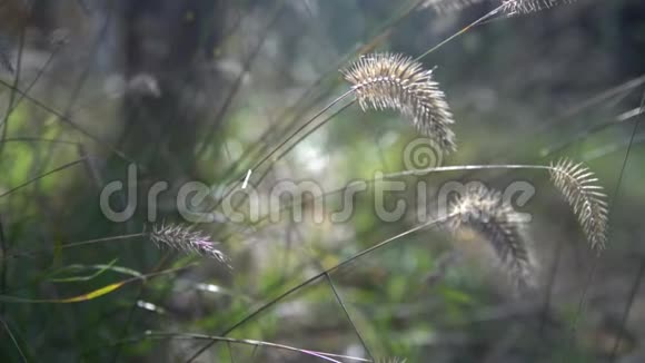 干草在模糊的森林背景上视频的预览图