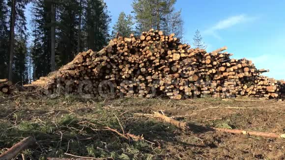 森林中的木材砍伐刚剪好的树木原木堆起来工业木材储存瑞典现代林业视频的预览图
