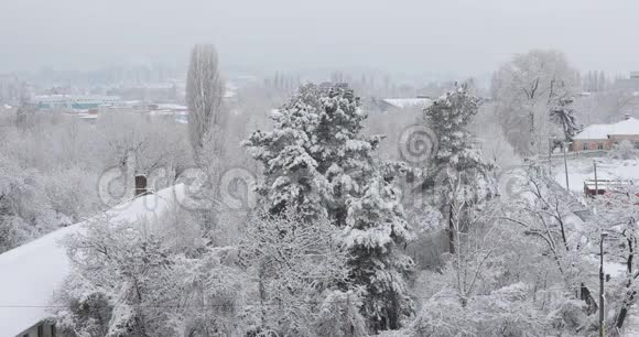 大雪后的风景白雪覆盖的树视频的预览图