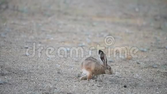 欧洲野兔欧洲野兔清晨关门视频的预览图