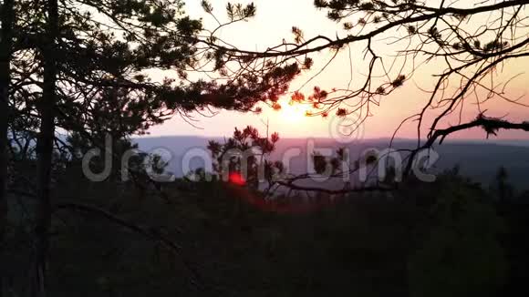 关闭视频松树树枝缓慢移动从轻风和模糊的日落后面在山顶拍摄的视频视频的预览图