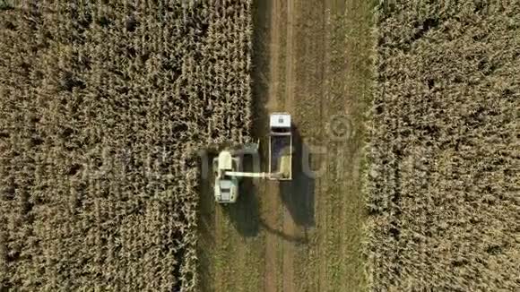 高空俯视收割机收集成熟的玉米地并倒入拖拉机拖车中视频的预览图