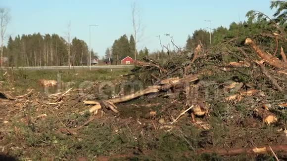 泛过新鲜的伐林地阳光明媚的夏日瑞典北部现代林业技术砍伐的所有树木总数视频的预览图