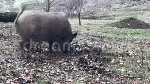 野猪Susscrofa在地上挖洞寻找食物特写镜头视频的预览图