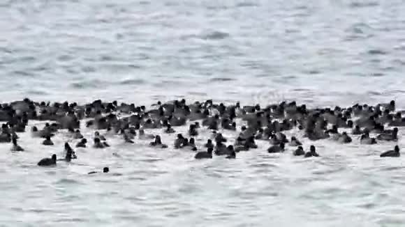一大群欧亚的库特富里卡在湖上游泳视频的预览图