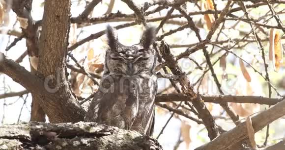 灰鹰鸟在枯树枝上视频的预览图