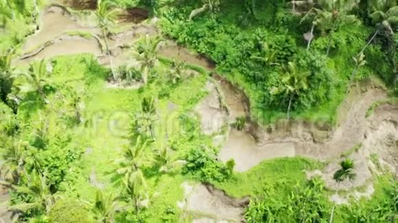 空中飞行飞越水稻梯田与收获稻田在印度尼西亚棕榈树在丛林背景热带野生森林视频的预览图