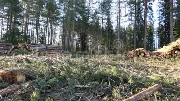 森林中的木材砍伐刚剪好的树木原木堆起来工业木材储存瑞典乌梅市现代林业视频的预览图
