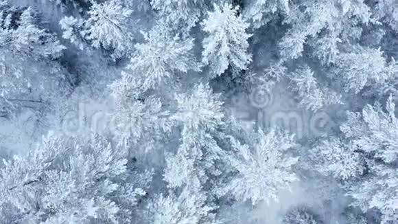 令人叹为观止的飞在平静的雪覆盖雪杉松树冬时风景秀丽童话森林冰冻的大自然视频的预览图