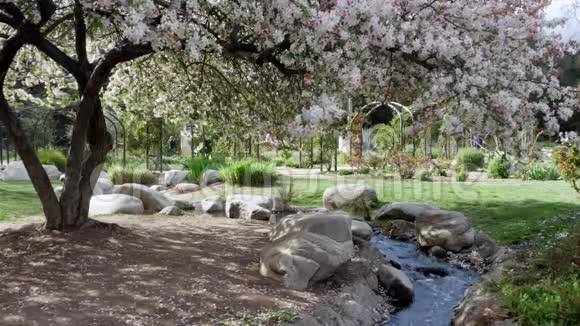 春天樱花树在美丽的花园公园的溪流上开花视频的预览图