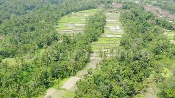 从神奇的巴厘岛米湿稻田的无人机空中拍摄绿色水稻棕榈树丛林雨林景观房屋中心视频的预览图