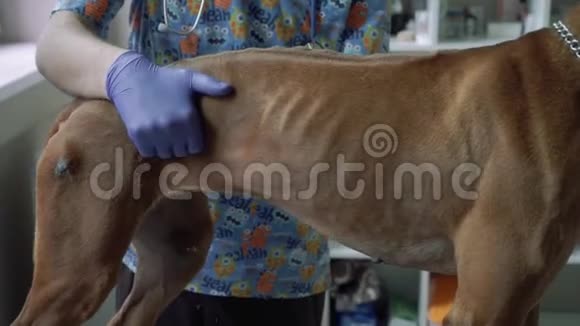 兽医摸狗的肚子视频的预览图