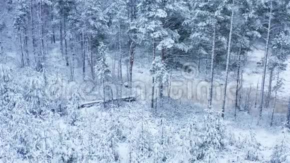 令人叹为观止的飞起平静的雪覆盖雪杉松树变成雪云风景优美童话般的冬林冰冻视频的预览图
