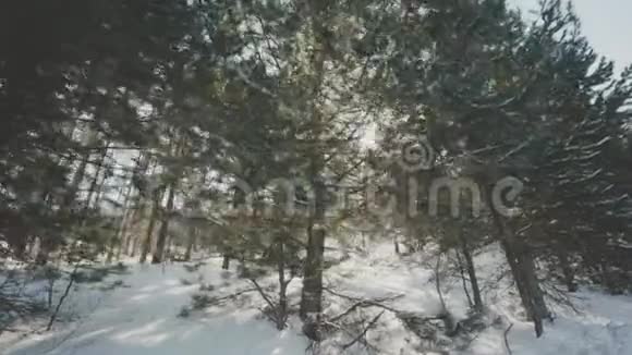 冬季冻树林林木山晴天松树电影院景观季雪花冷视频的预览图