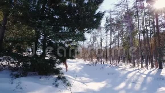 冬季冻树林林木山晴天松树电影院景观季雪花冷视频的预览图