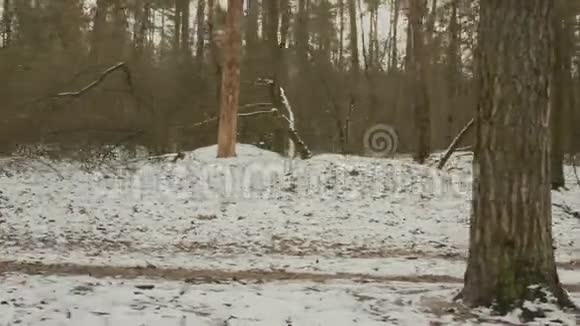 在公园里跑步的女人年轻的白种人女性穿着橙色夹克在冬天的森林里慢跑女孩紧张的训练和日常工作视频的预览图