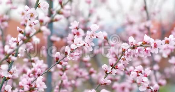 朵朵桃花树枝春天的桃园4k视频的预览图