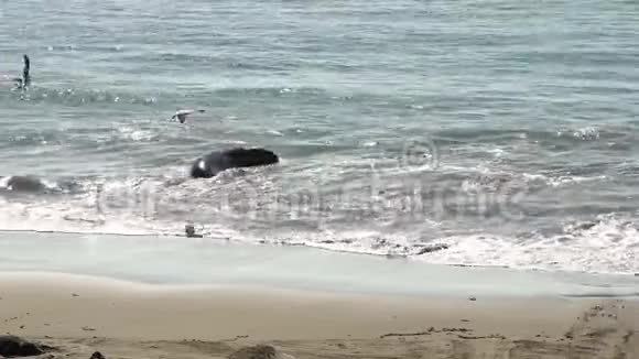 北象海豹在海滩皮德拉布兰卡斯圣西蒙加利福尼亚州视频的预览图