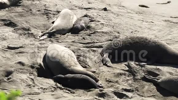 北象海豹在海滩皮德拉布兰卡斯圣西蒙加利福尼亚州视频的预览图