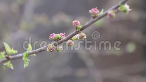 树枝上有杏仁的花蕾装饰视频的预览图