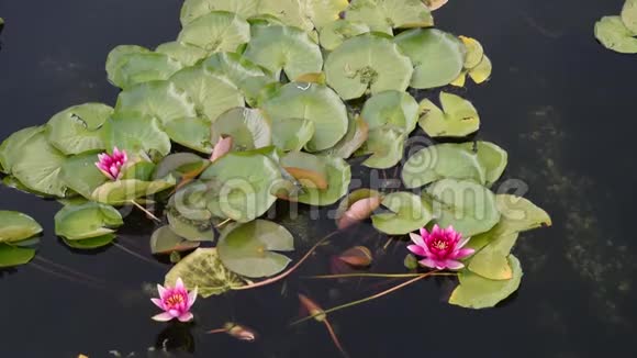 百合花在水里绿叶在湖上视频的预览图
