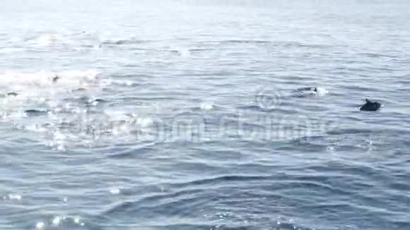 从船上可以看到在南加州观鲸之旅中普通的海豚在开阔的水域嬉戏跳跃视频的预览图