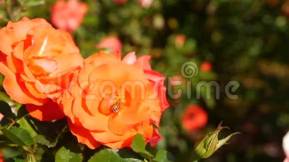 英国玫瑰园玫瑰花背景嫩花盛开蜜蜂采花粉念珠的特写视频的预览图